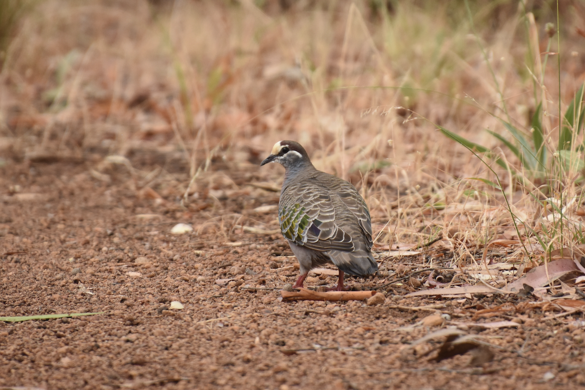 Common Bronzewing - ML622307329