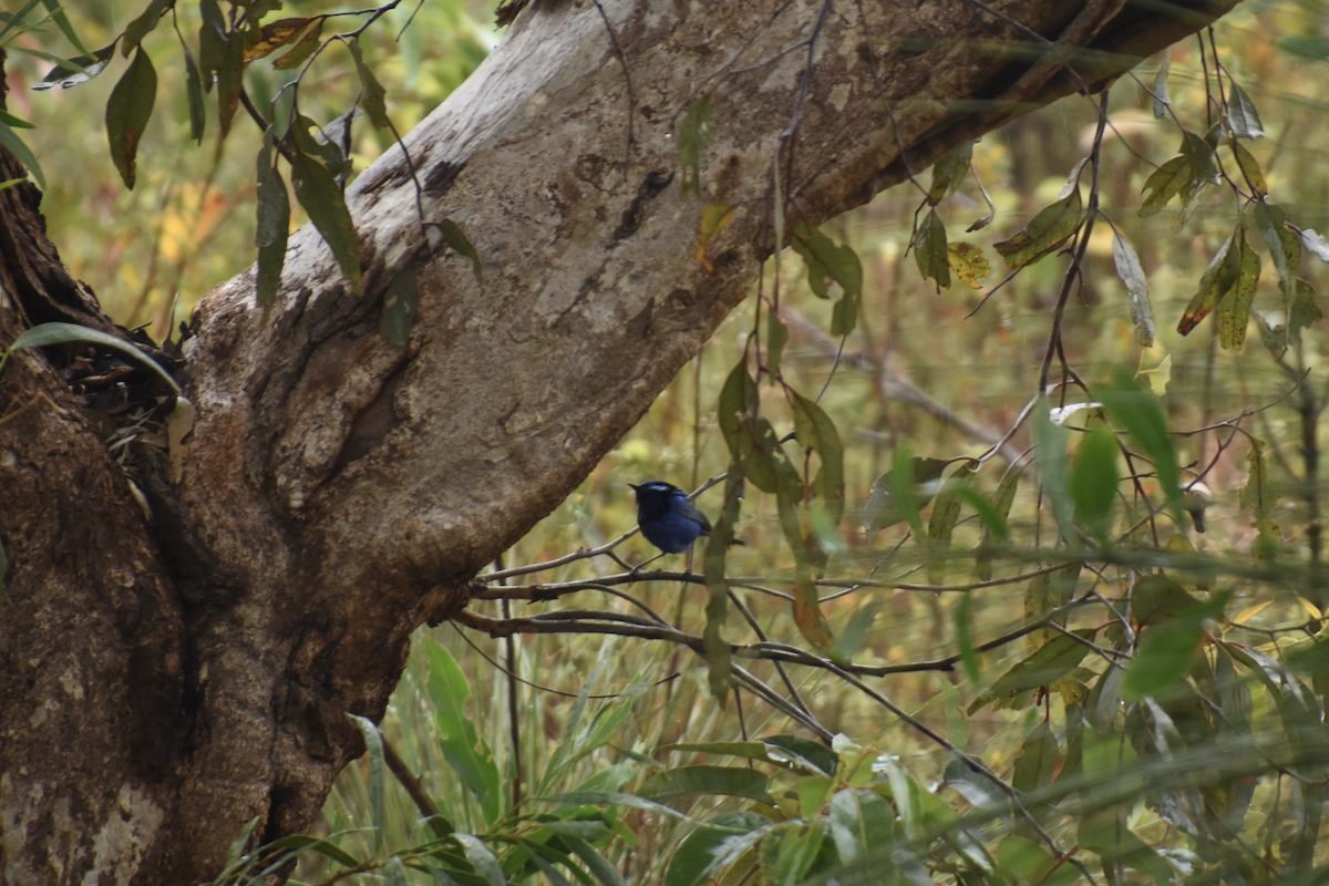 Splendid Fairywren - ML622307331