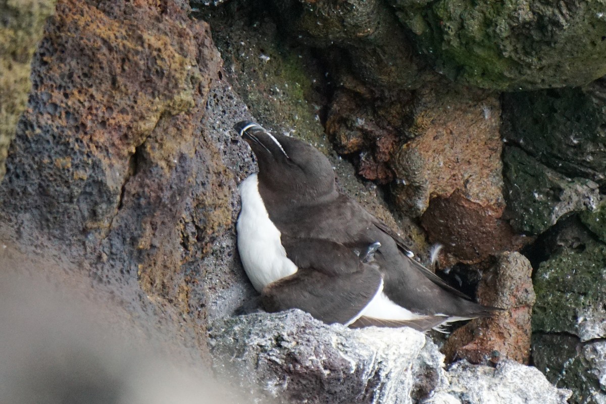 Razorbill - ML622307332