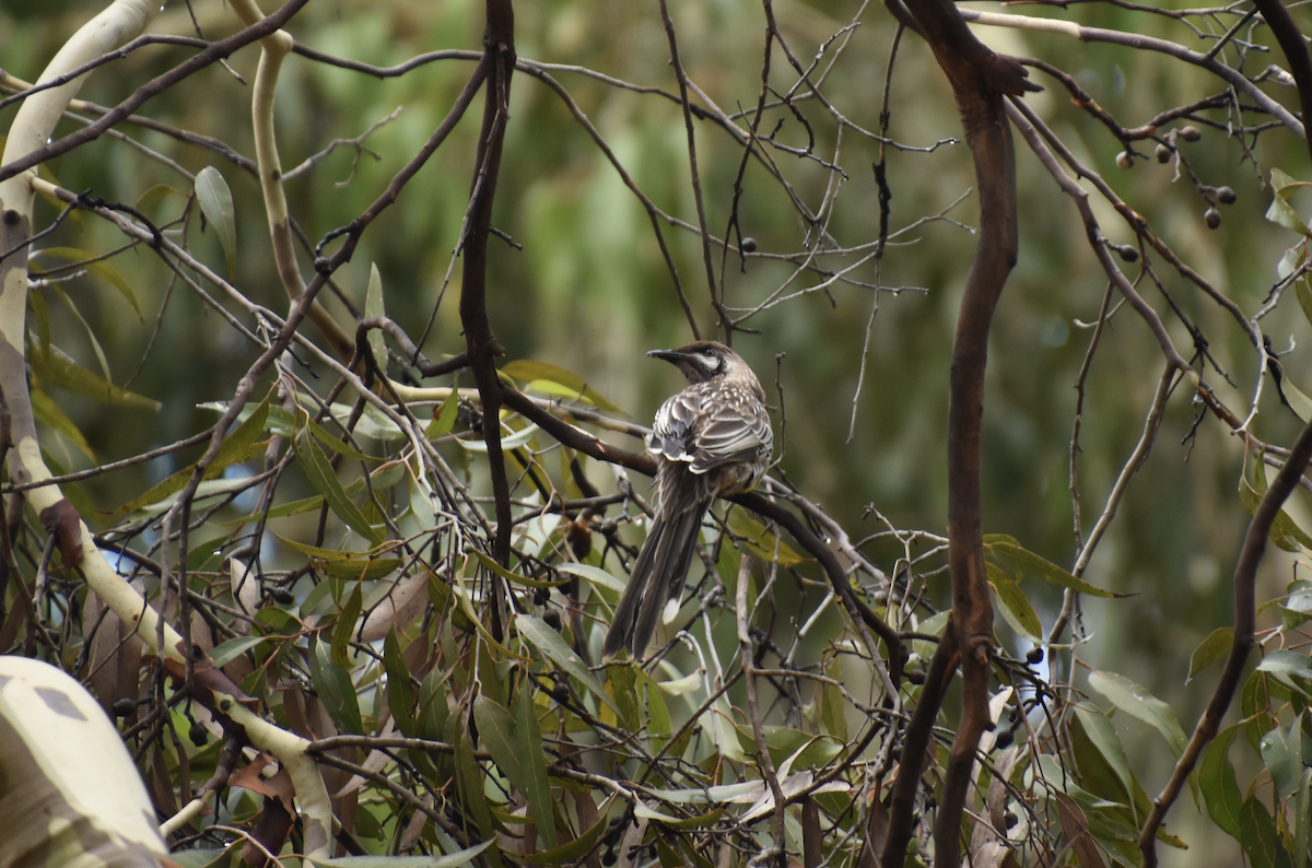 Red Wattlebird - ML622307338