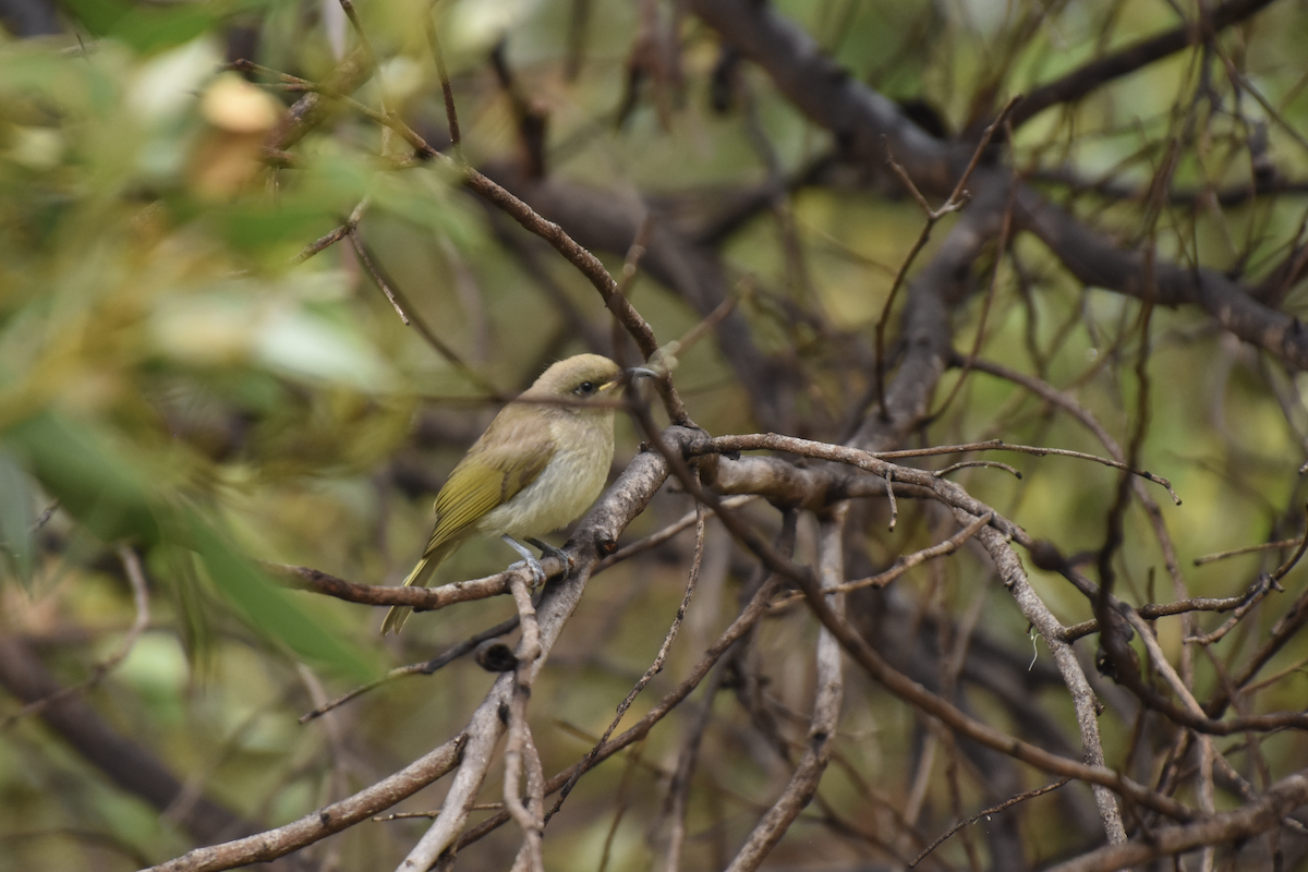 Brown Honeyeater - ML622307341