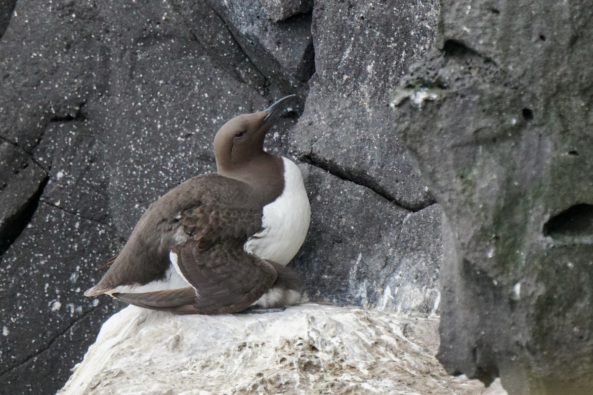 Common Murre - ML622307343