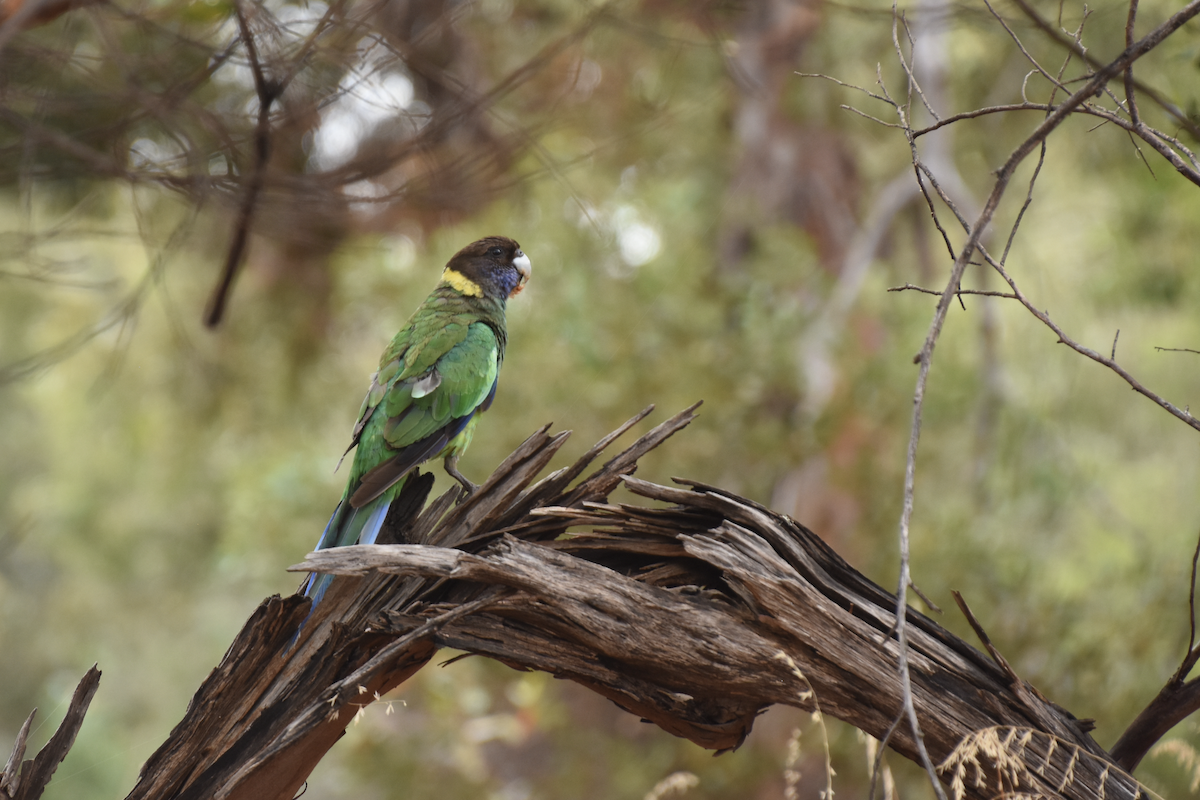 Australian Ringneck - ML622307359