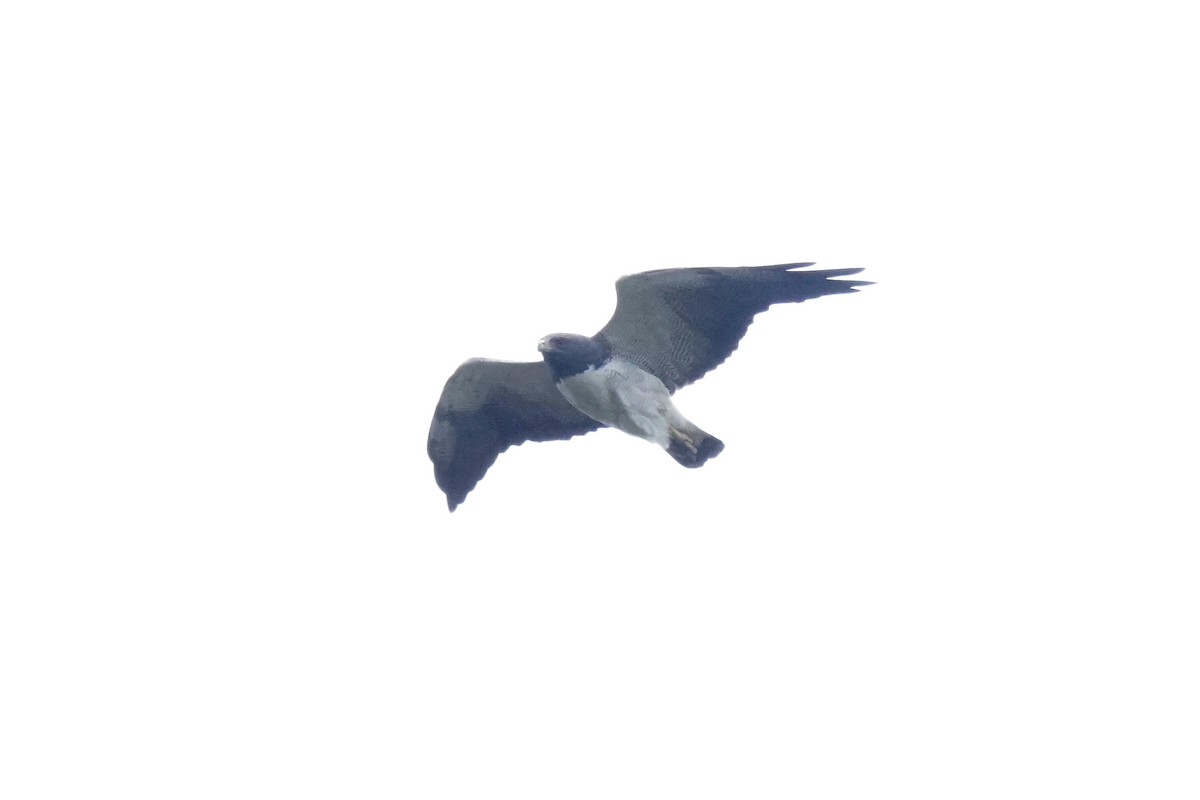 Black-chested Buzzard-Eagle - ML622307412