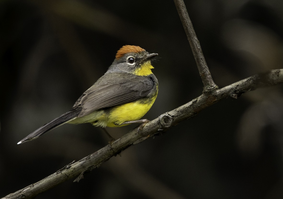 Tepui Redstart - ML622307420