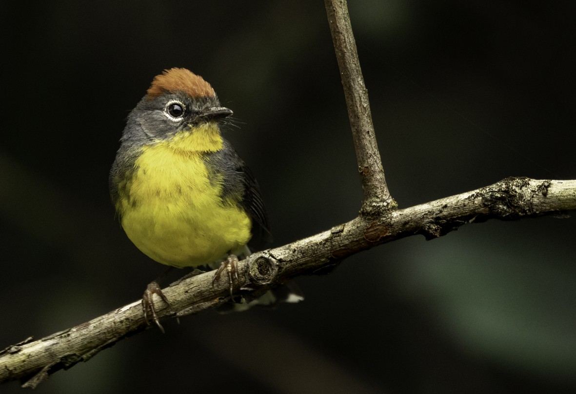 Tepui Redstart - ML622307421