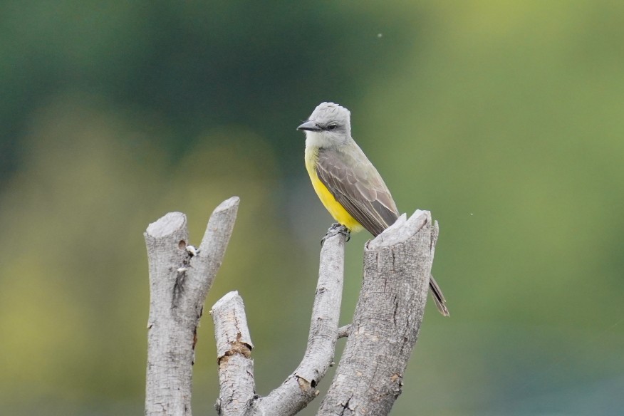 Tropical Kingbird - ML622307457