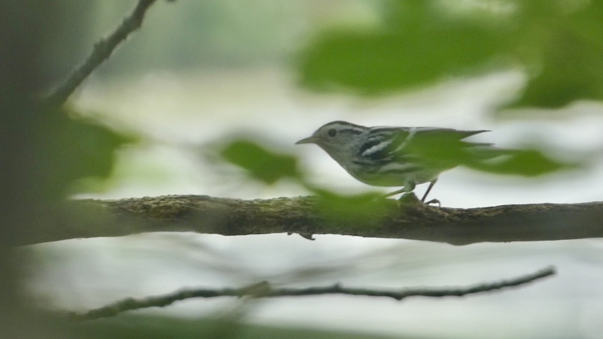 Black-and-white Warbler - ML622307461