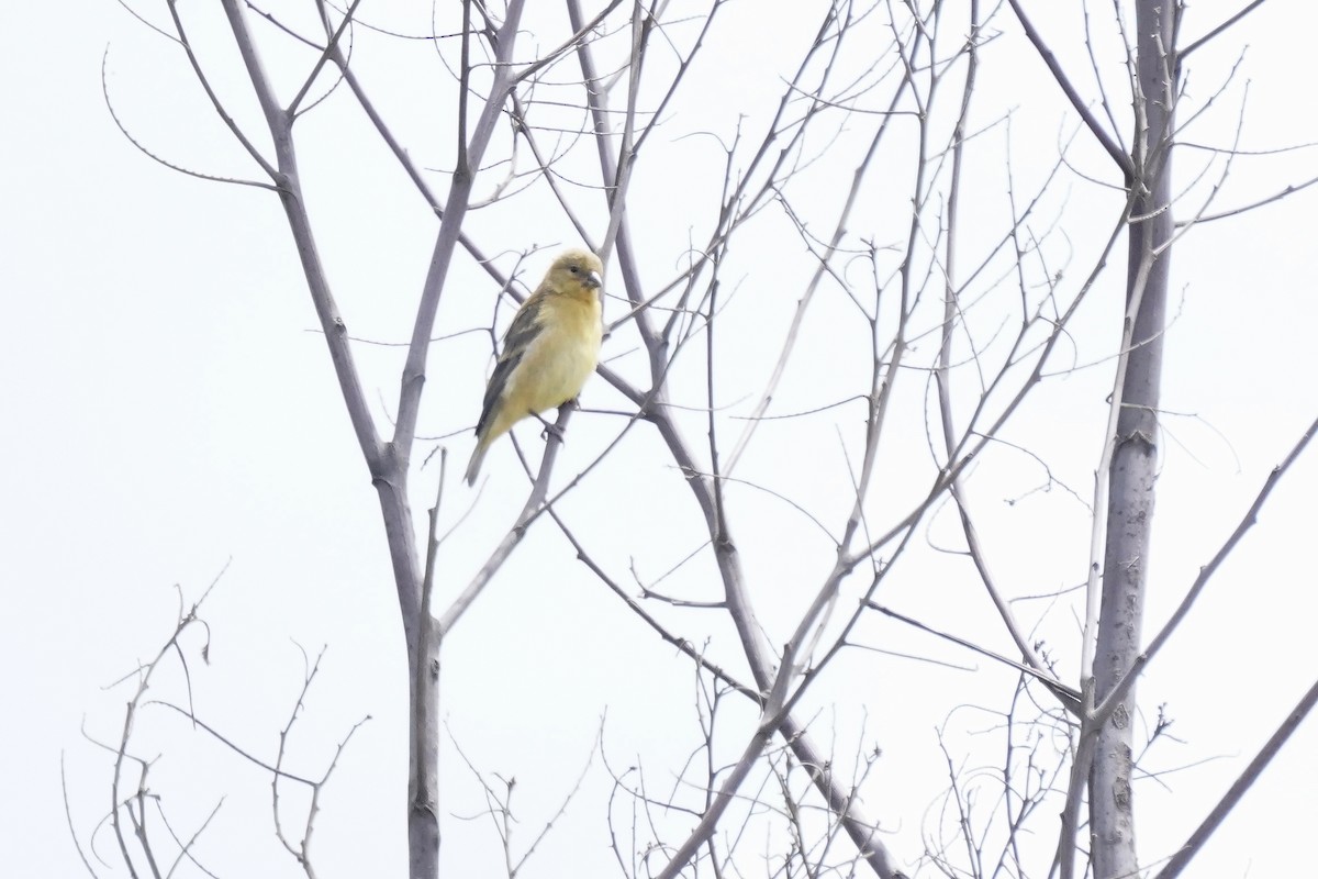 Lesser Goldfinch - ML622307481