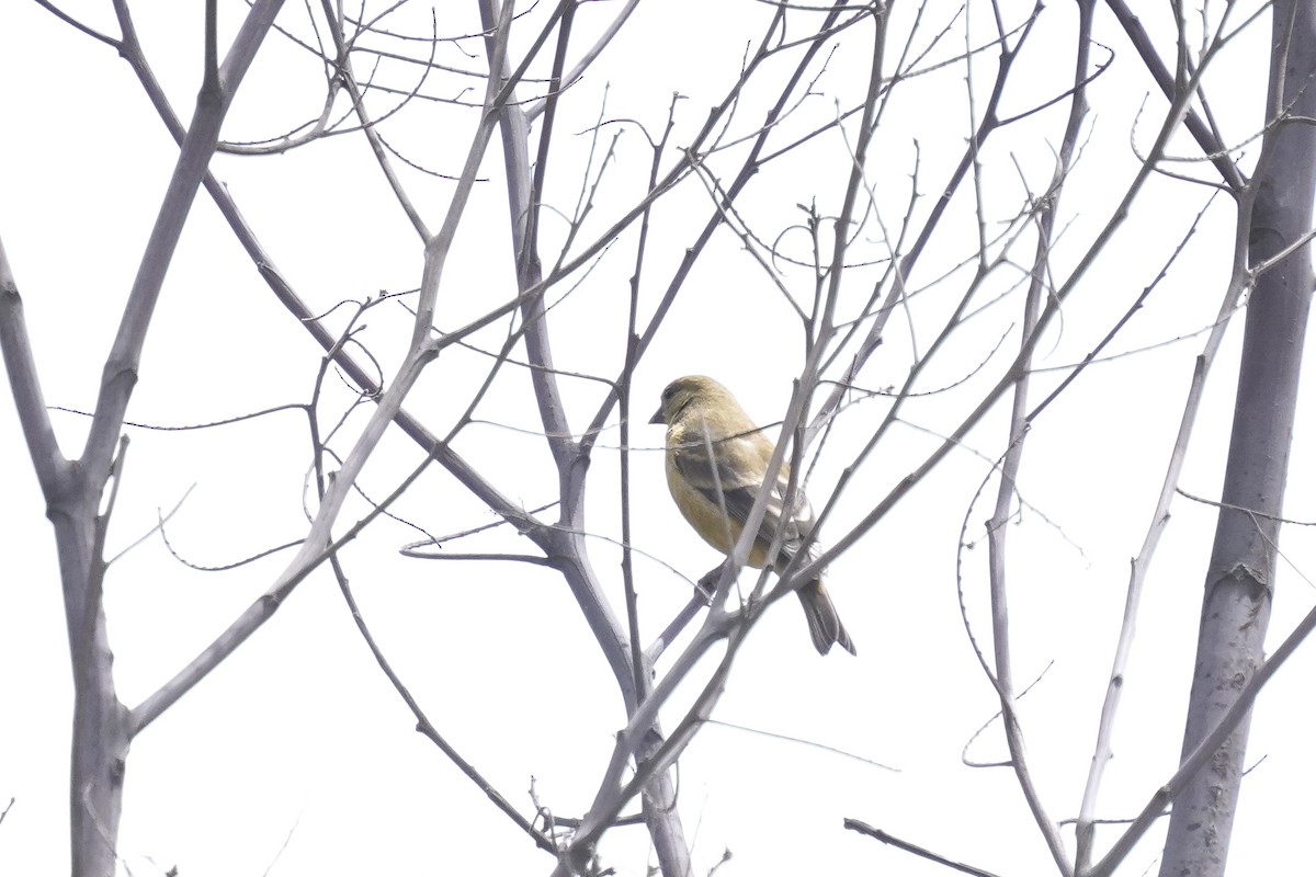 Lesser Goldfinch - ML622307482