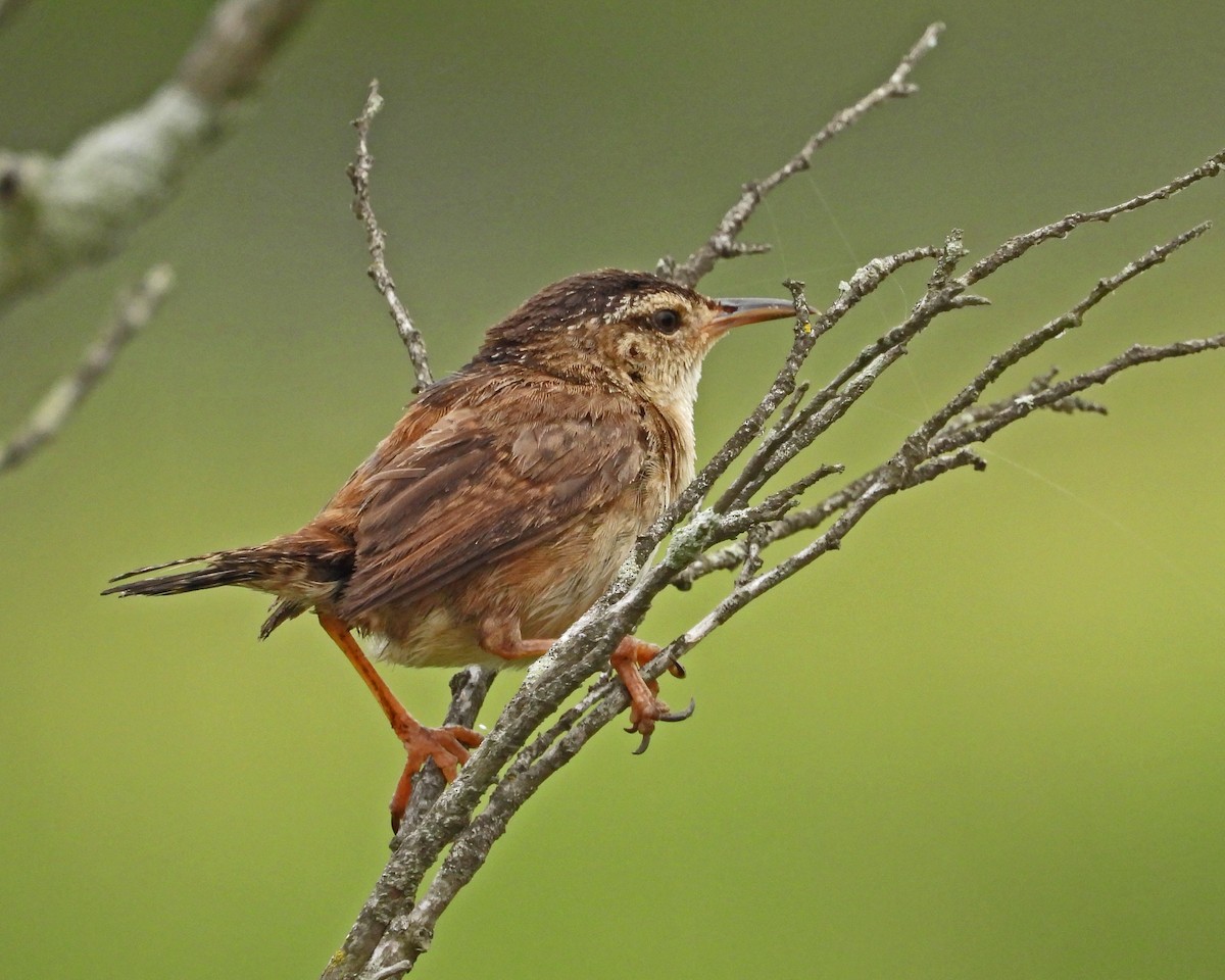 Marsh Wren - ML622307518