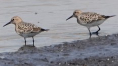 Baird's Sandpiper - Tana Coetzer