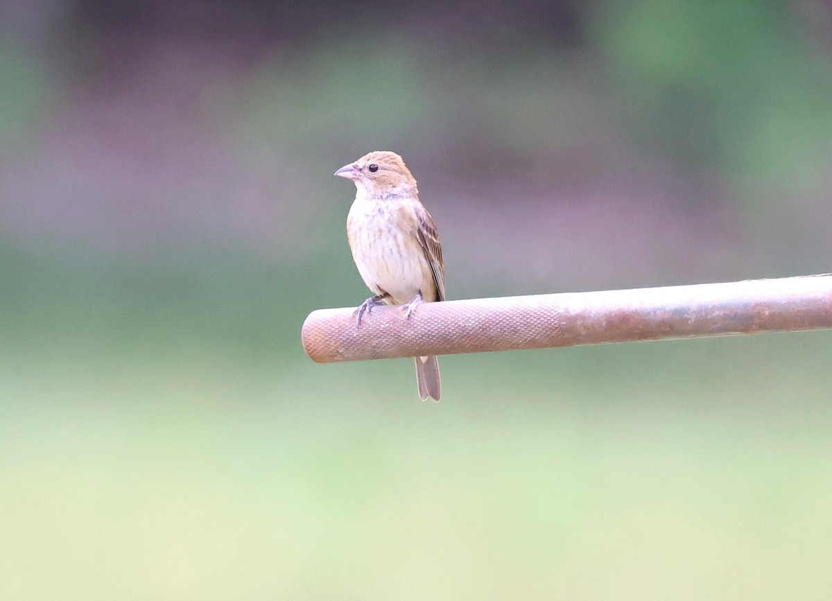 Indigo Bunting - ML622307537