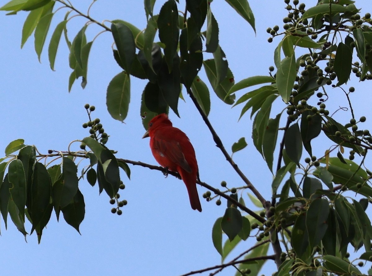 Summer Tanager - ML622307544