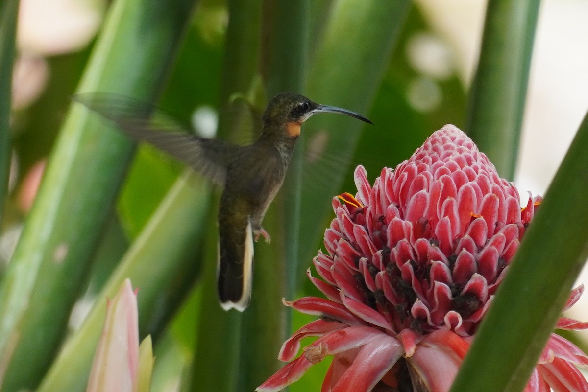 Pale-tailed Barbthroat - ML622307590