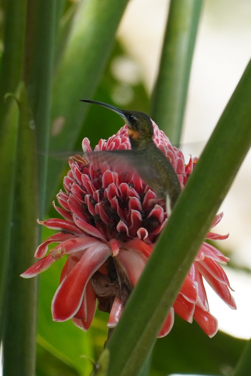 Pale-tailed Barbthroat - ML622307593