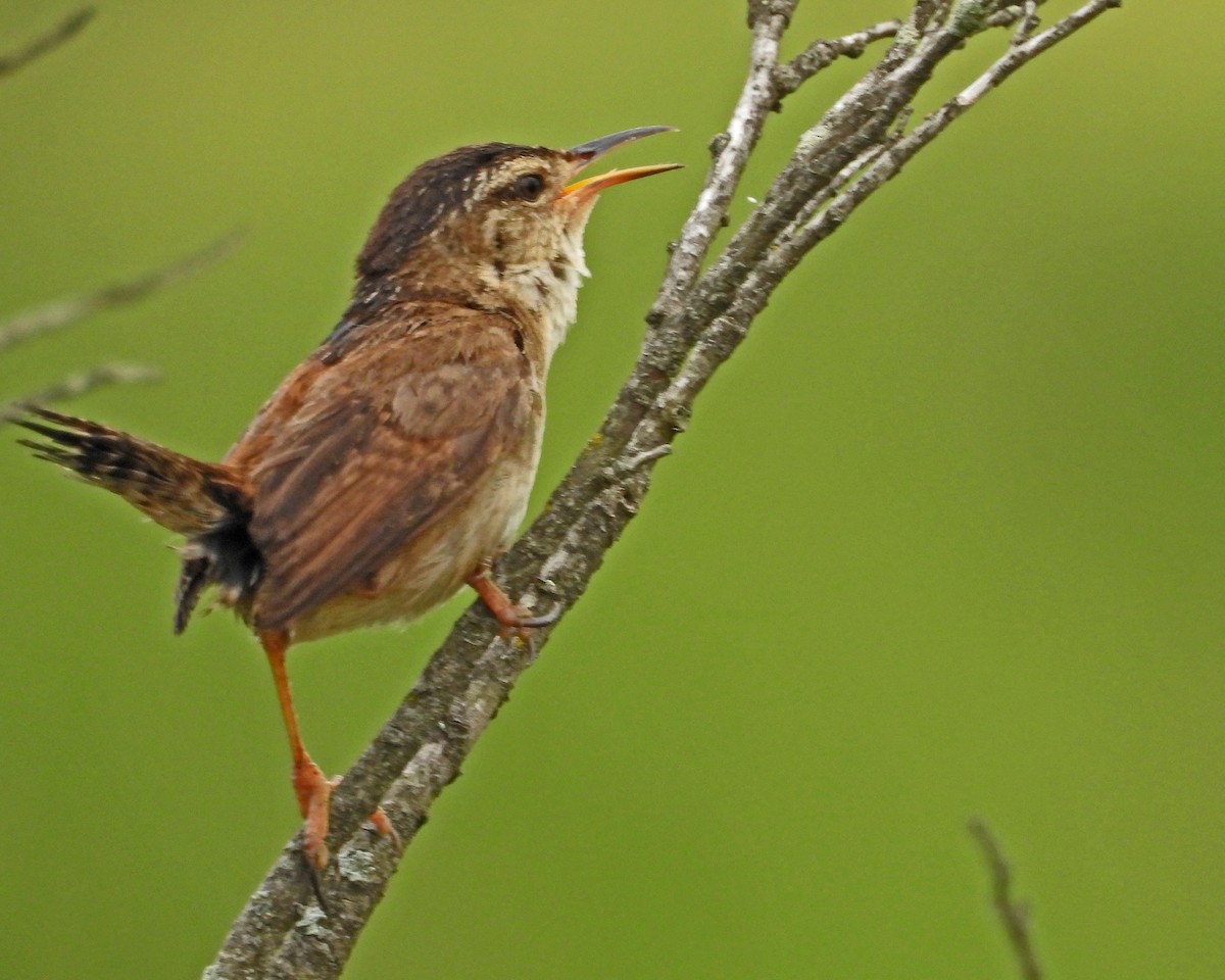 Marsh Wren - ML622307594