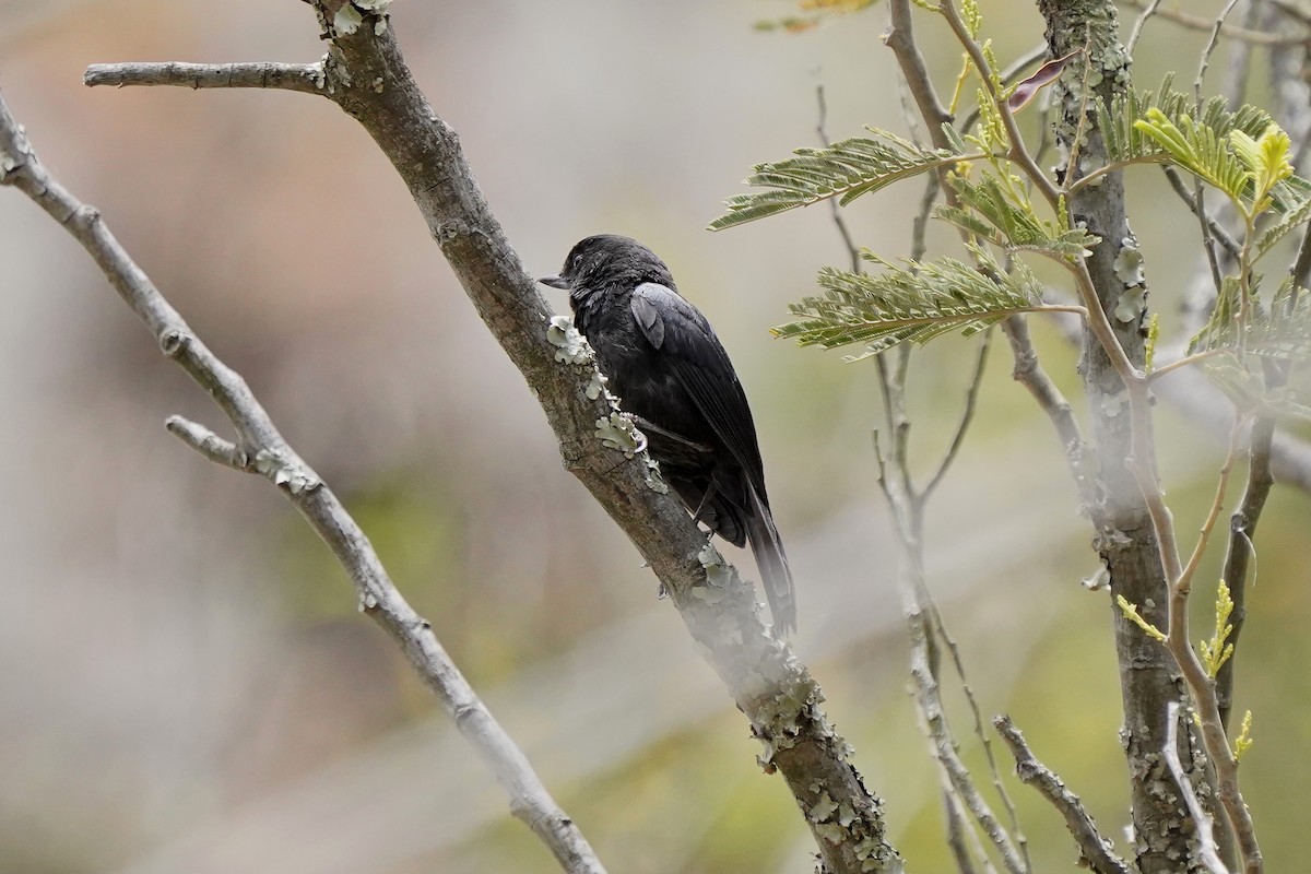 Black Flowerpiercer - ML622307602