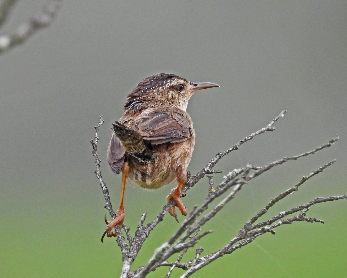 Marsh Wren - ML622307650