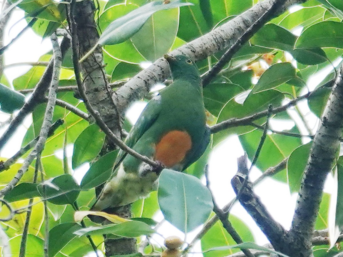 Orange-bellied Fruit-Dove - ML622307678