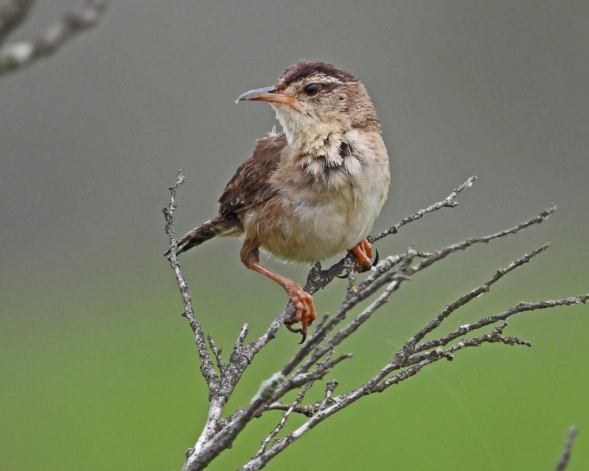 Marsh Wren - ML622307692