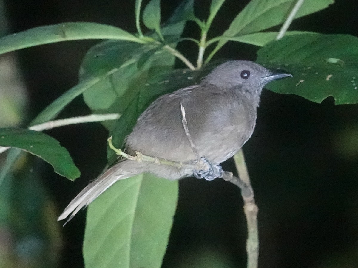 Mamberamo Shrikethrush - ML622307705