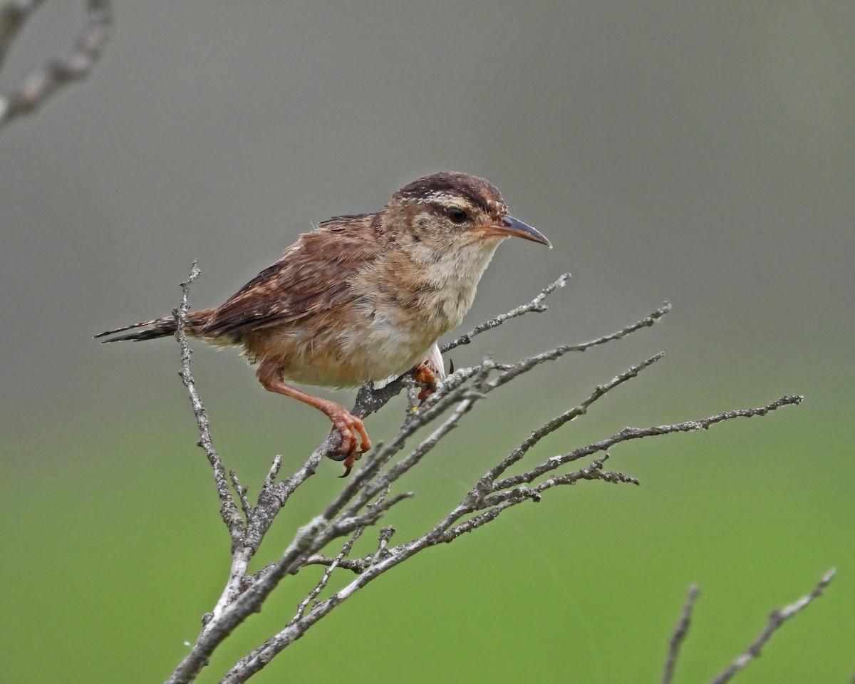 Marsh Wren - ML622307755