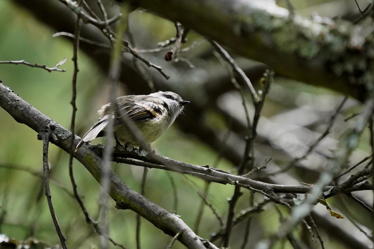 White-throated Tyrannulet - ML622307756