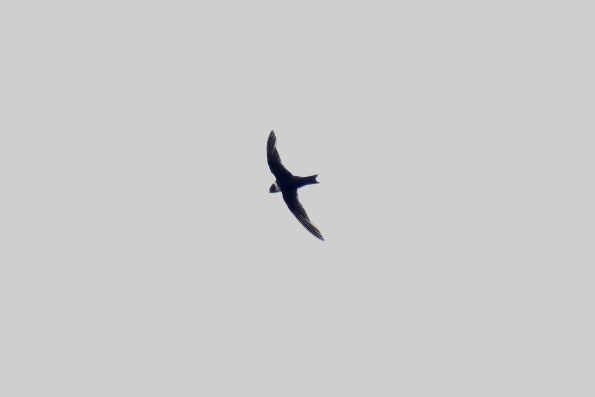 White-collared Swift - ML622307791