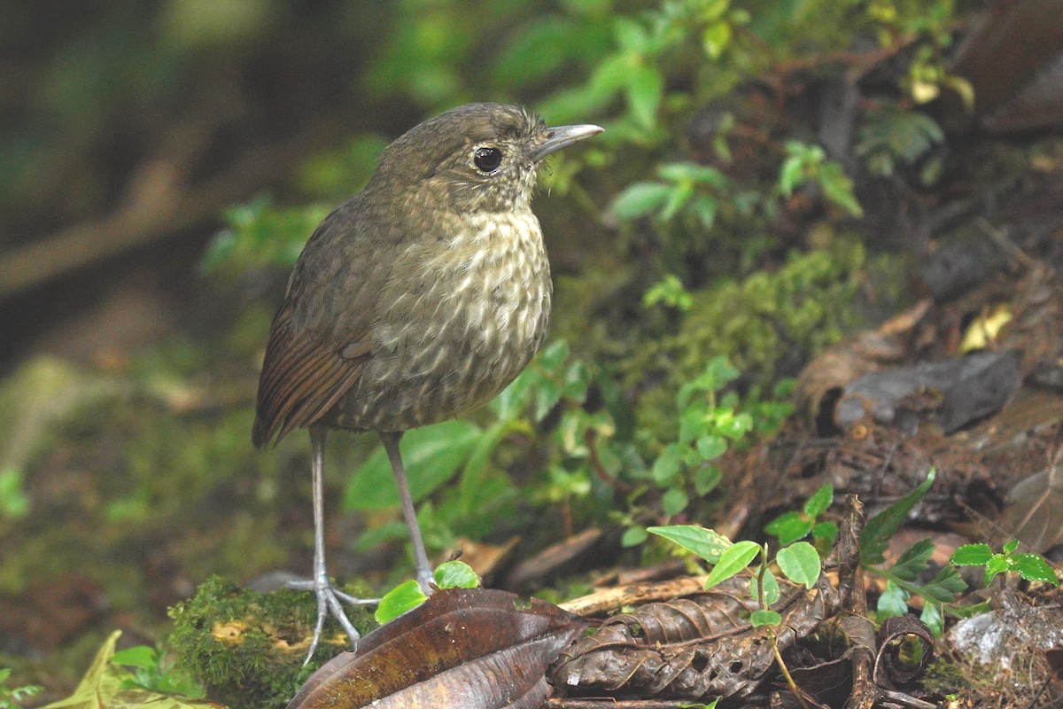 Cundinamarca Antpitta - ML622307828