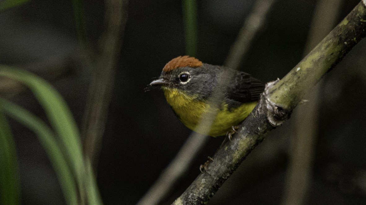 Tepui Redstart - ML622307884