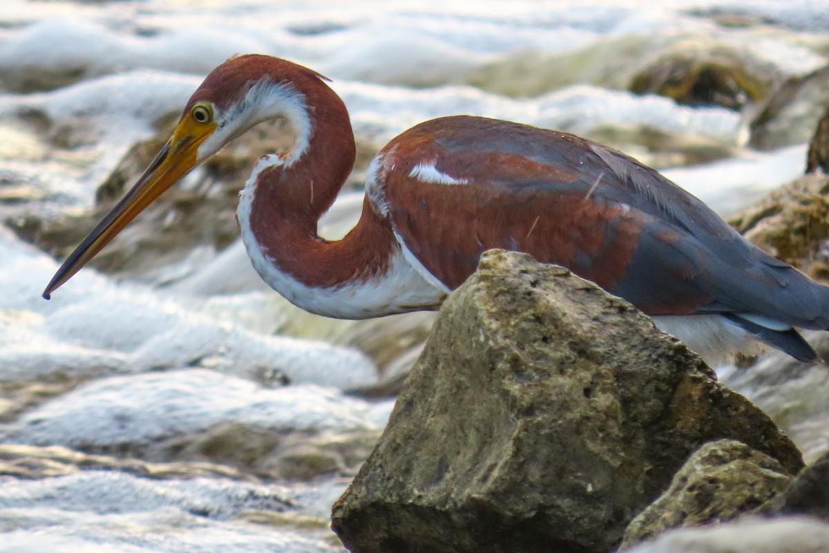 Tricolored Heron - ML622307978