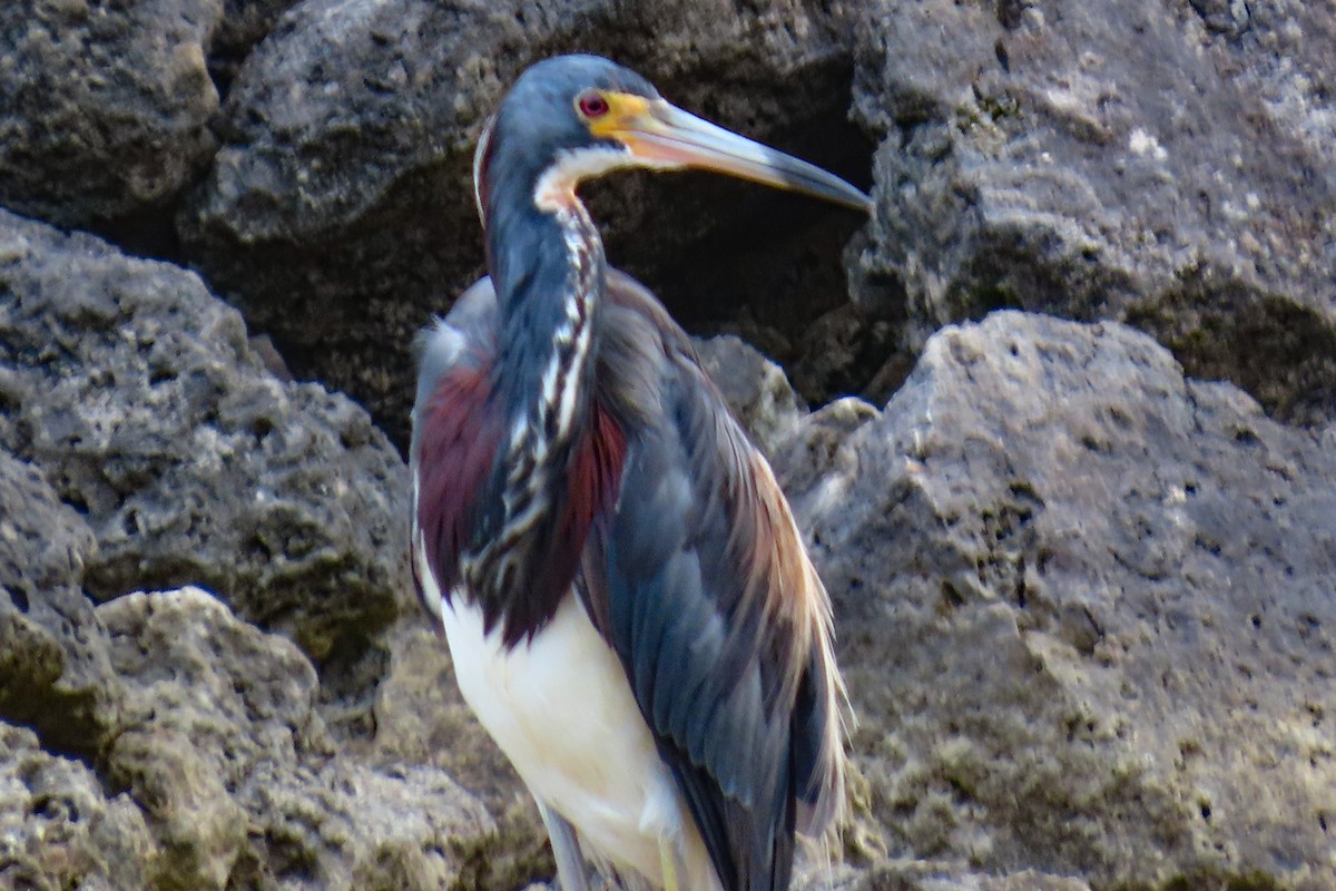 Tricolored Heron - ML622307979