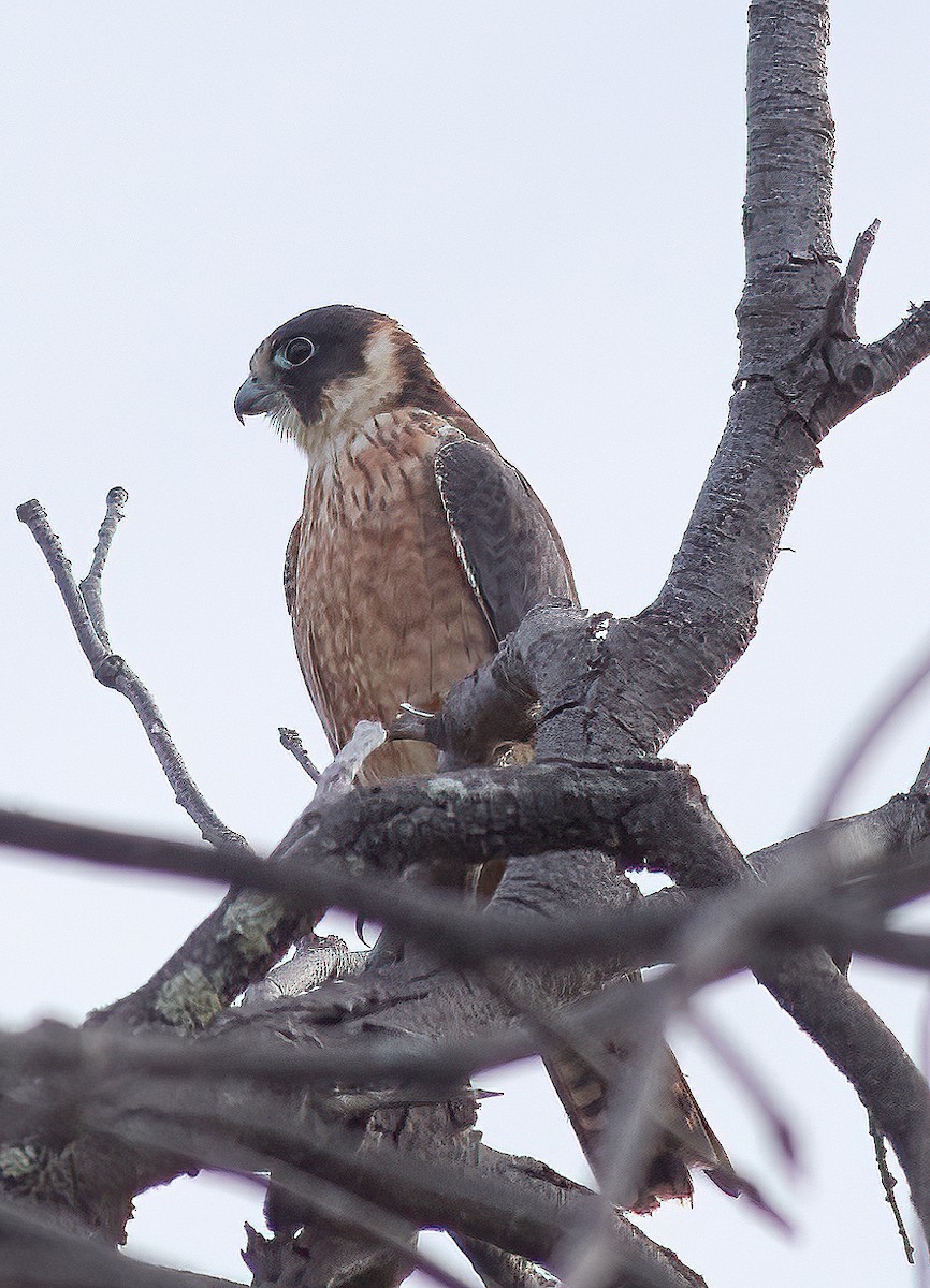 Australian Hobby - ML622308080