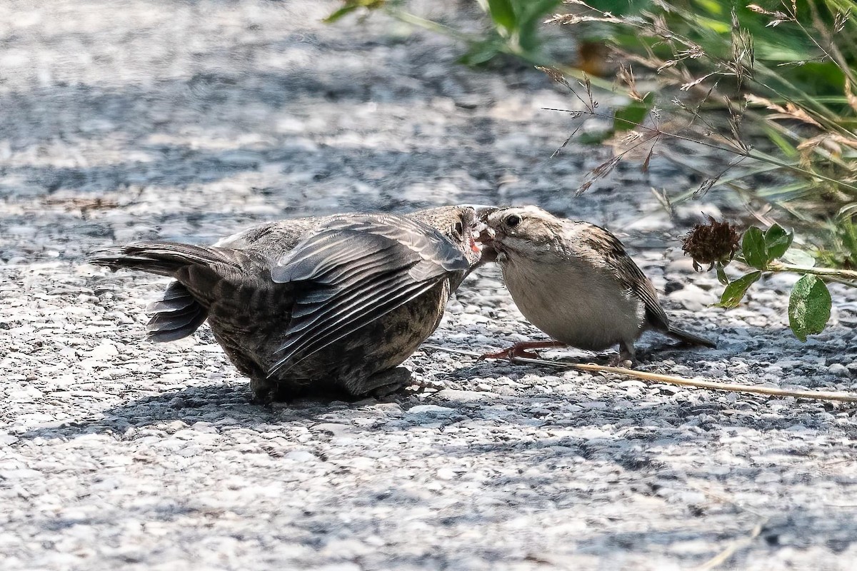 Brown-headed Cowbird - ML622308154