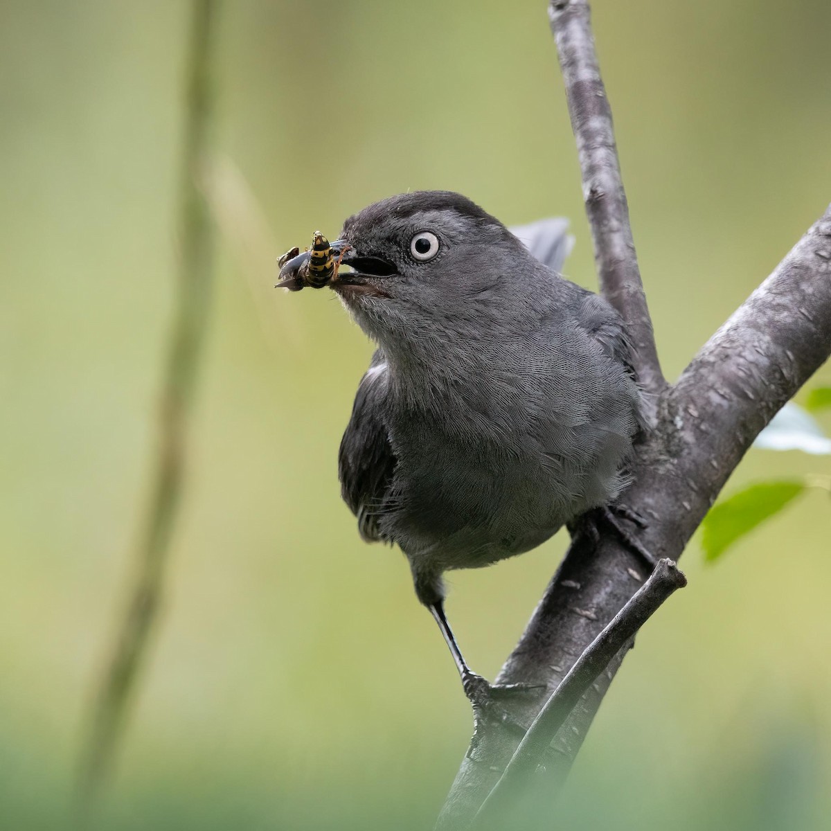 Gray Catbird - ML622308178