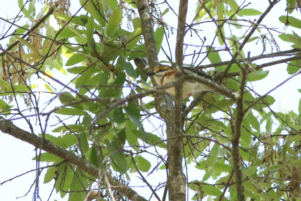 Chestnut-sided Shrike-Vireo - ML622308184