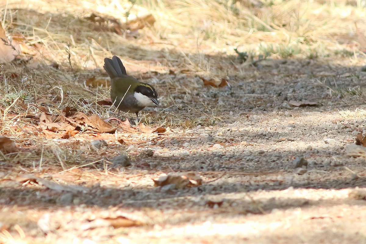 Green-striped Brushfinch - ML622308196