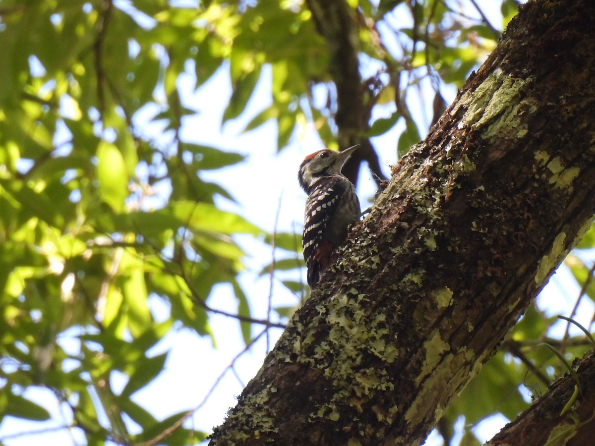 Stripe-breasted Woodpecker - ML622308213