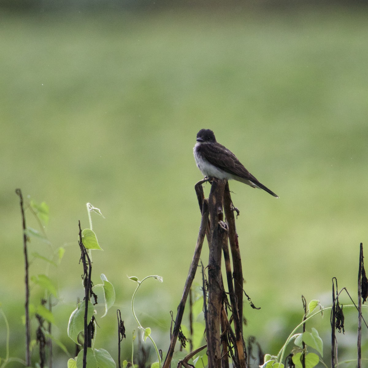 Eastern Kingbird - ML622308243