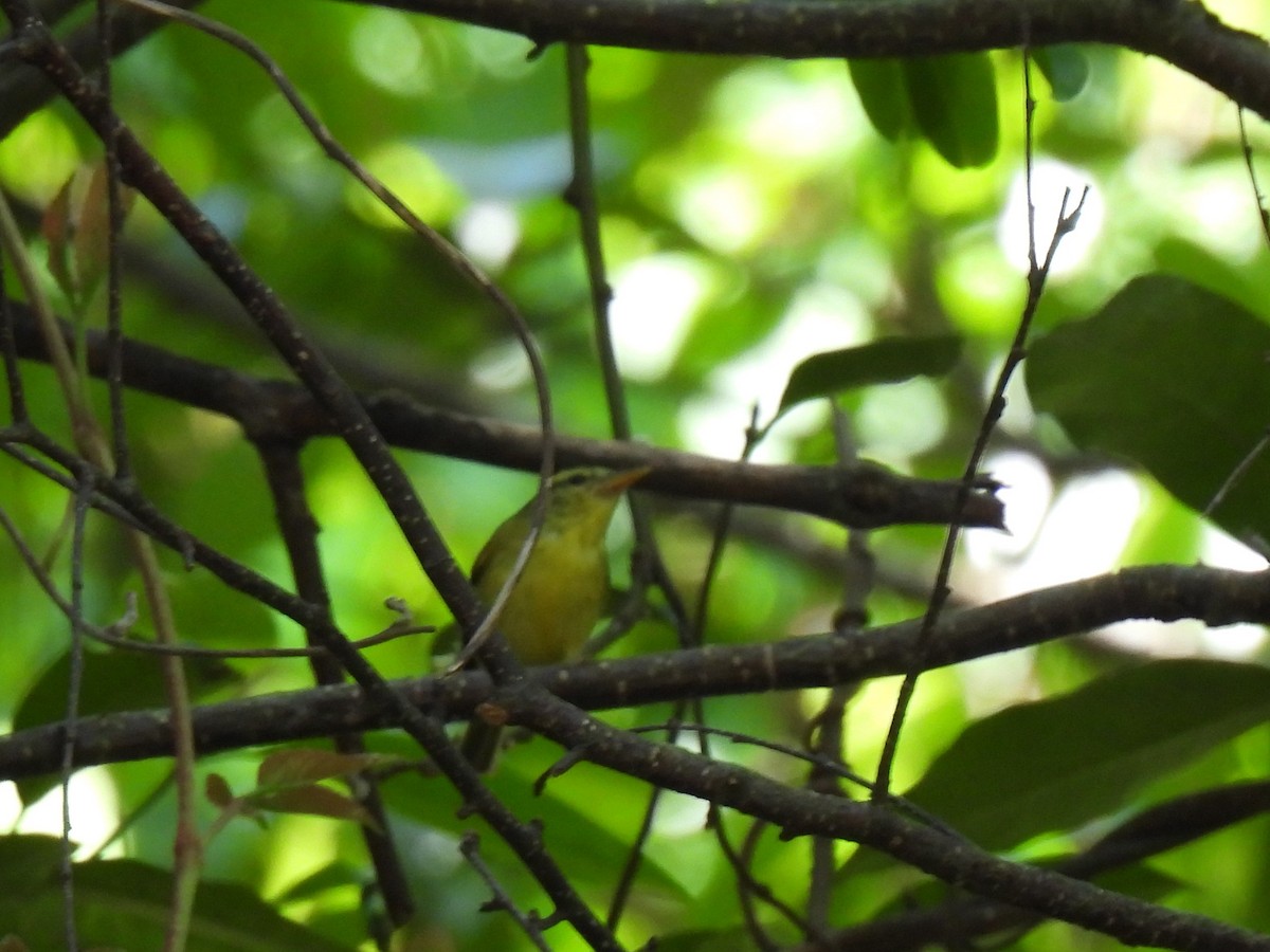 Sulphur-breasted Warbler - ML622308244