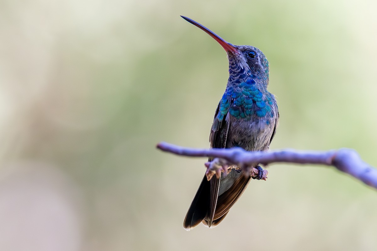 Broad-billed Hummingbird - Lance Runion 🦤