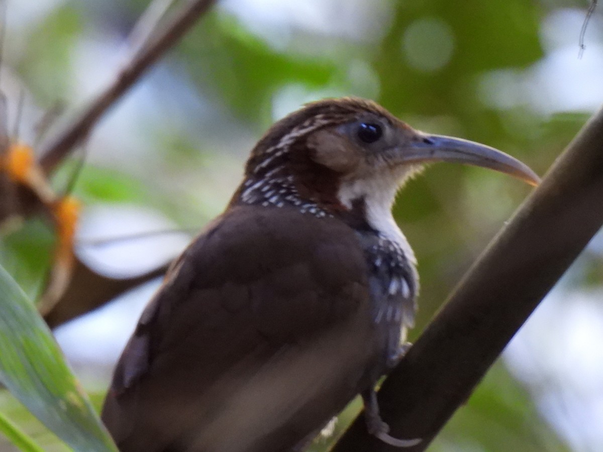 Large Scimitar-Babbler - ML622308278