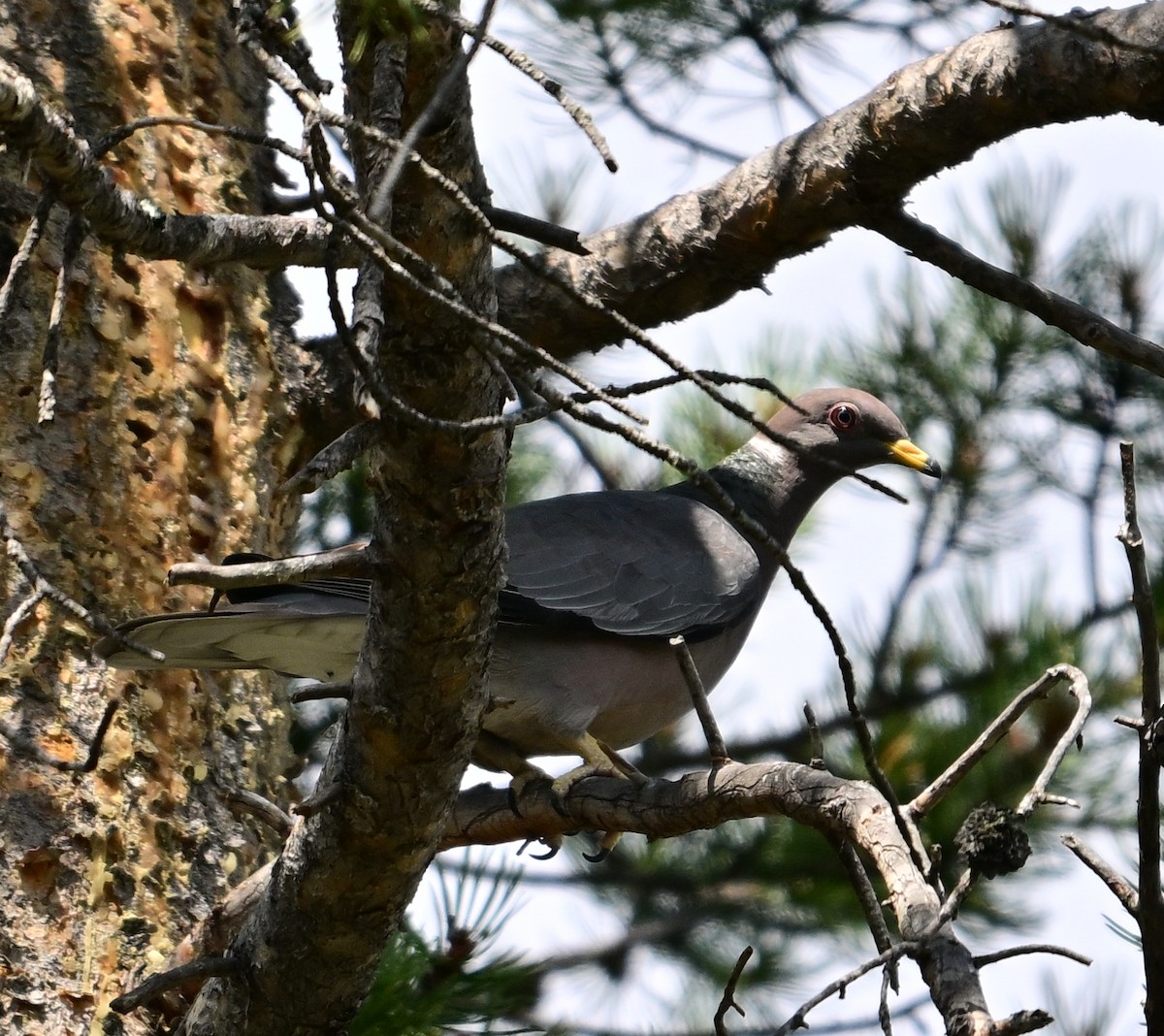 Band-tailed Pigeon - ML622308428