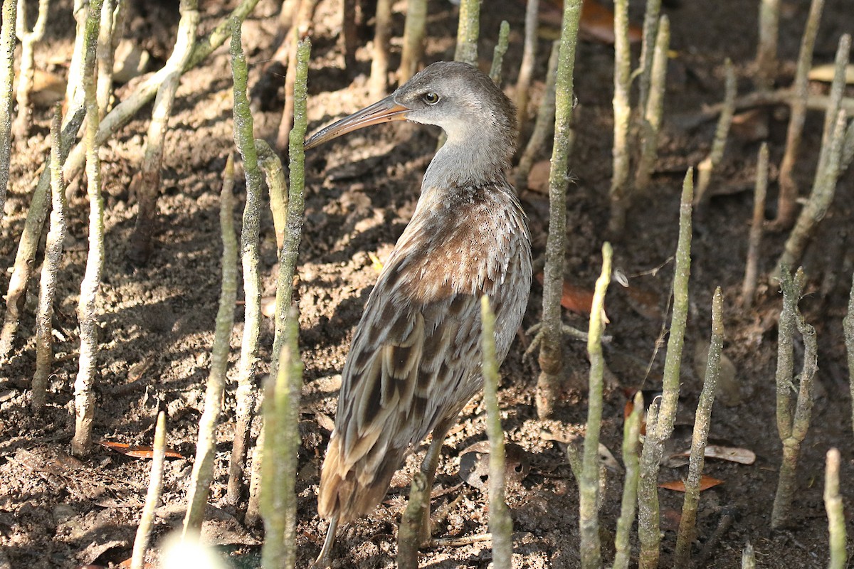 Clapper Rail - ML622308438