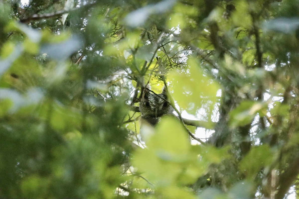 Eastern Screech-Owl - ML622308455