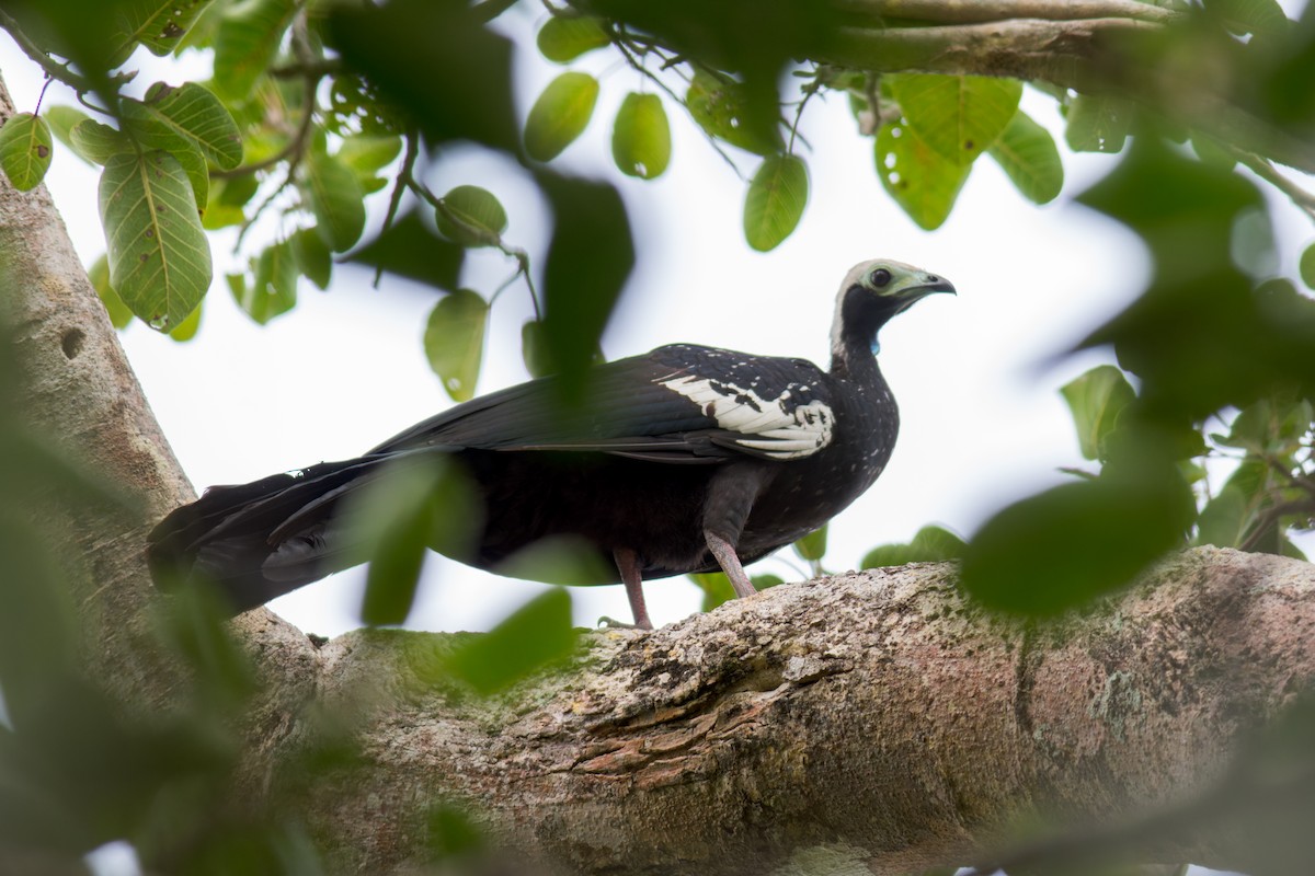 Red-throated Piping-Guan - Marcelo  Telles