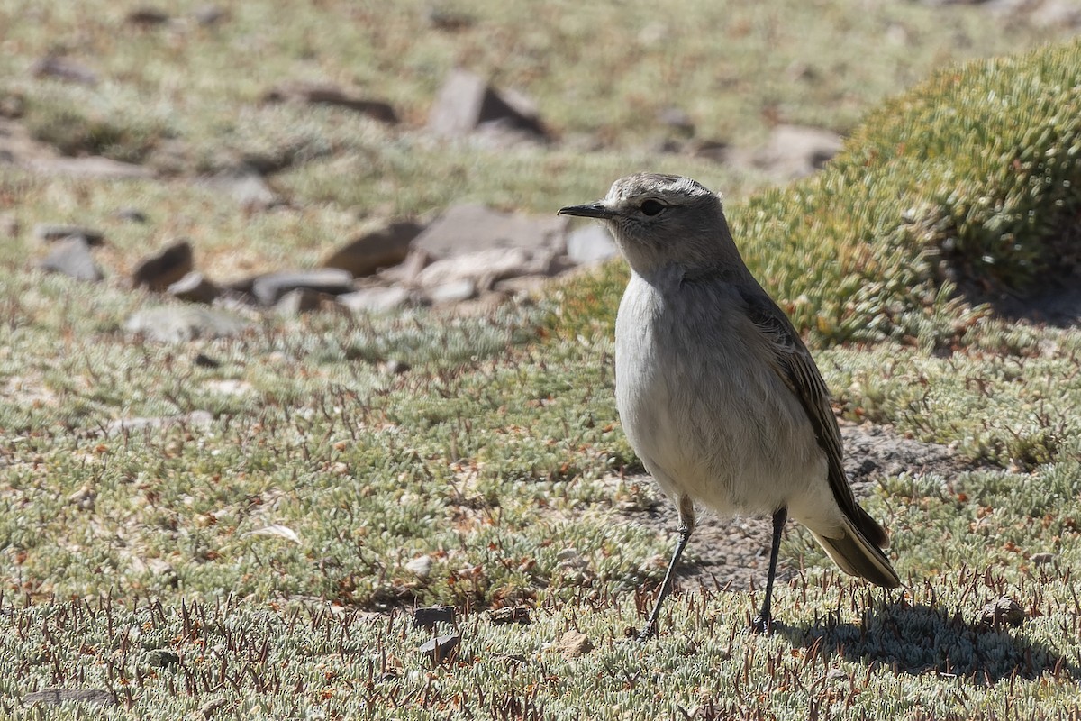 Cinereous Ground-Tyrant - ML622308674