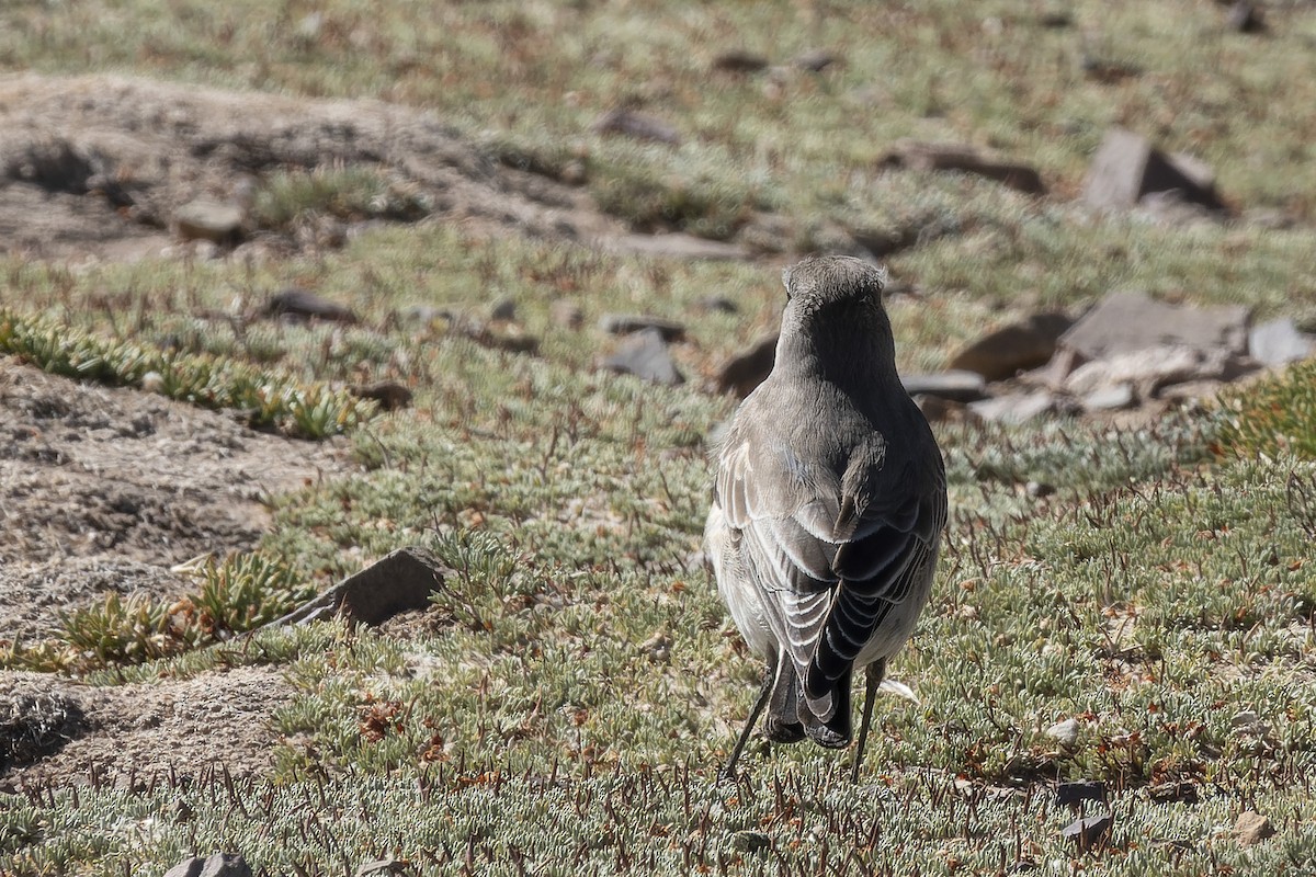 Cinereous Ground-Tyrant - ML622308675