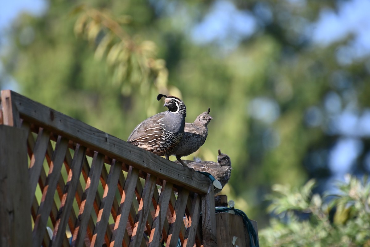 California Quail - ML622308713